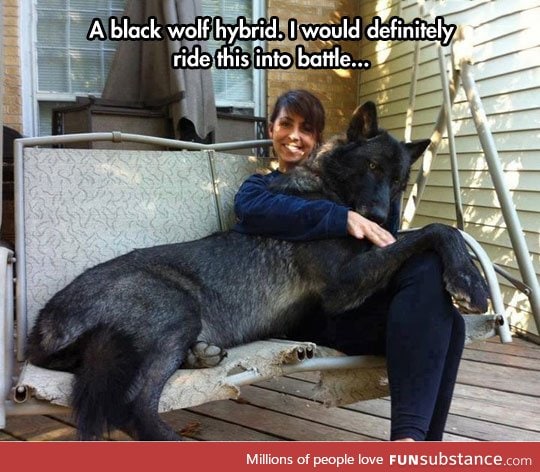 Black wolf hybrid