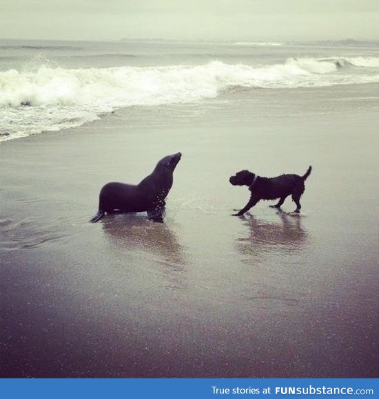 A sea lion came out to play with a dog on the beach!