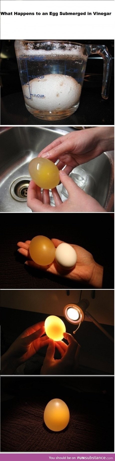 Vinegar egg