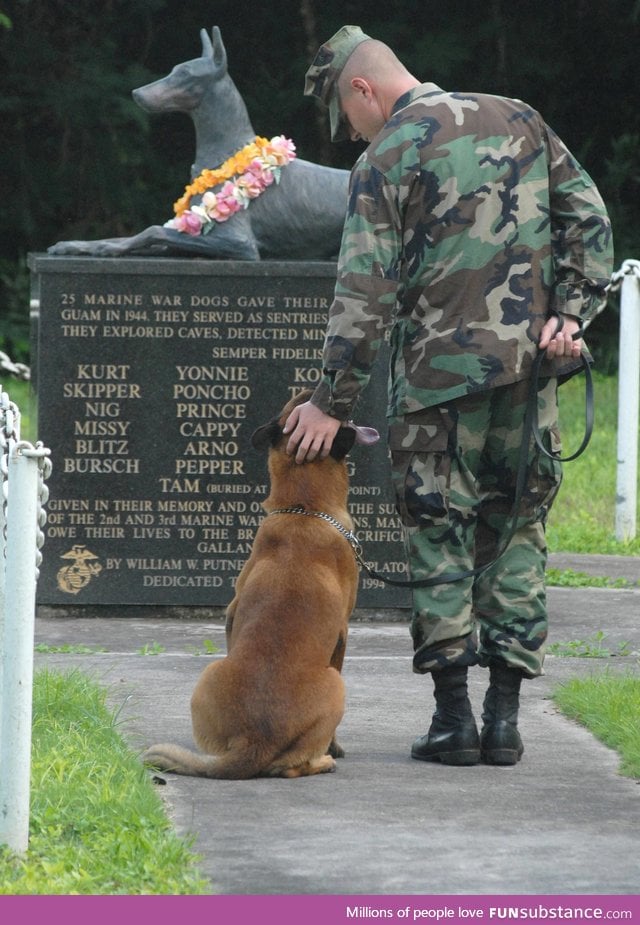 In honor of our canine friends on Memorial Day