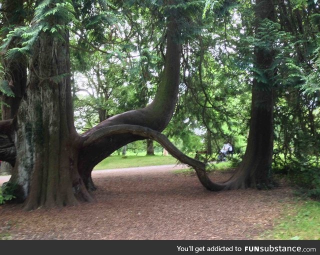 This tree's branch became an independent tree