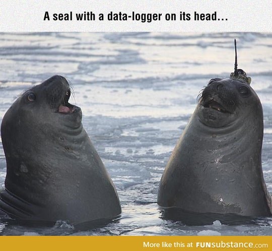 The goofiest seals you've ever seen