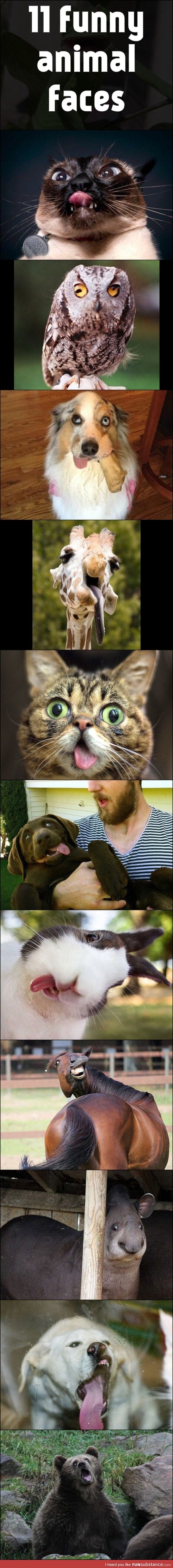 Funny animal faces