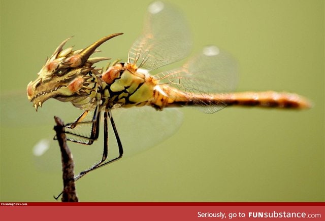 Googled "dragonfly," was not disappointed