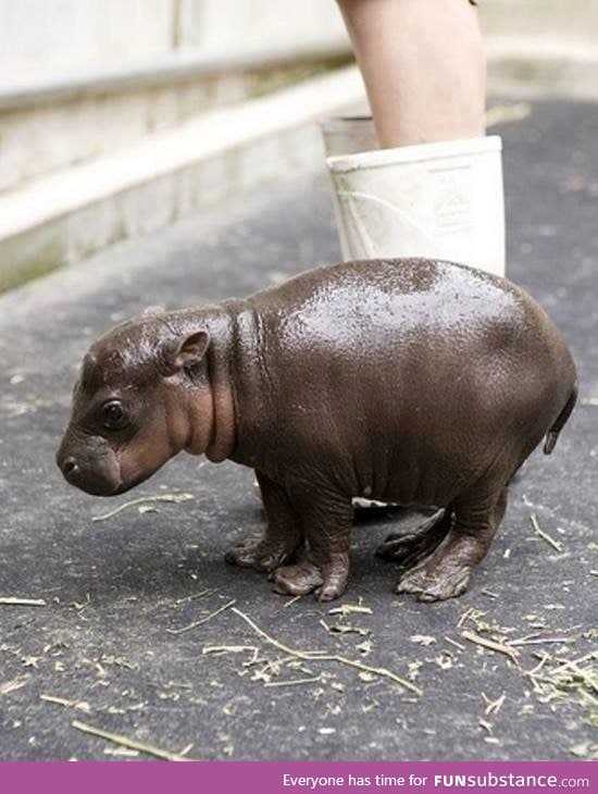 That's what a healthy two hours old baby hippopotamus looks like!