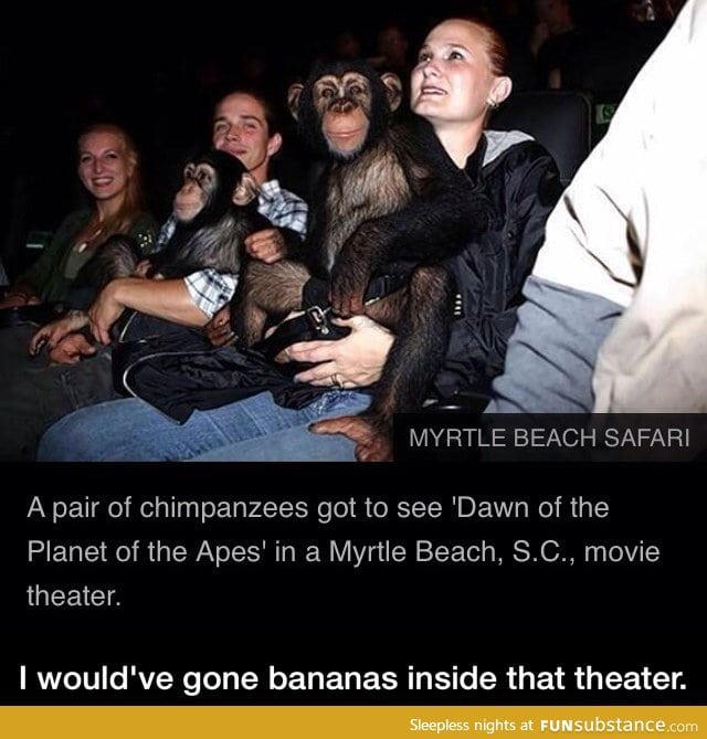 Apes watching Planet of the Apes