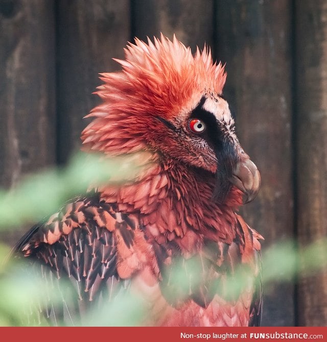 The bearded vulture looks like a modern day dinosaur