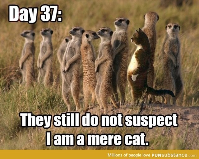 THEY SUSPECT NOTHING!!