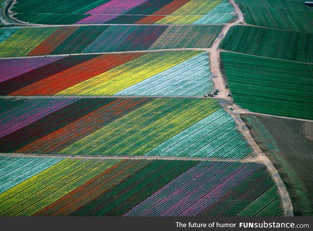 Tulip fields - the Netherlands