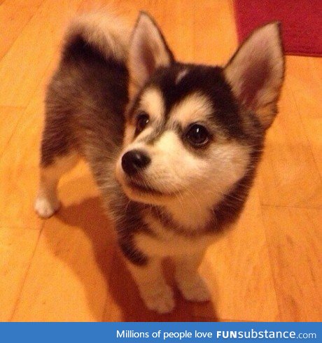 A cross between a husky and a corgi (It stays tiny forever too)