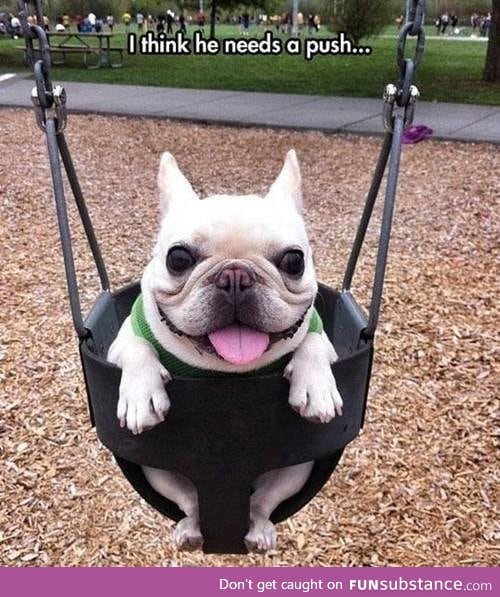 You, the Canine in the Kiddy Swing