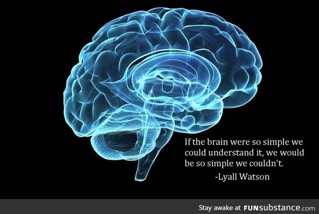 Brains.