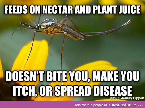 Summer is here. Let's appreciate Good Guy Male Mosquito