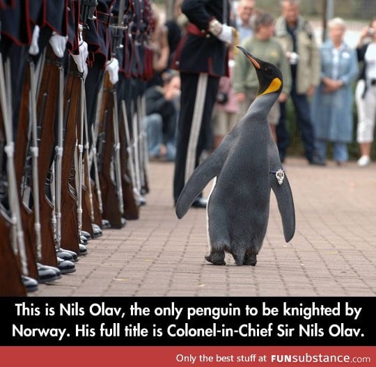 Colonel penguin