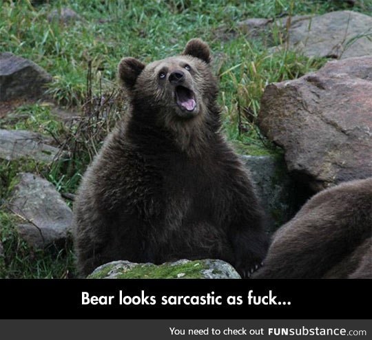 Sarcastic captive bear