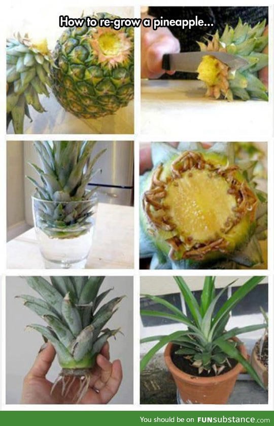 Re-growing a pineapple