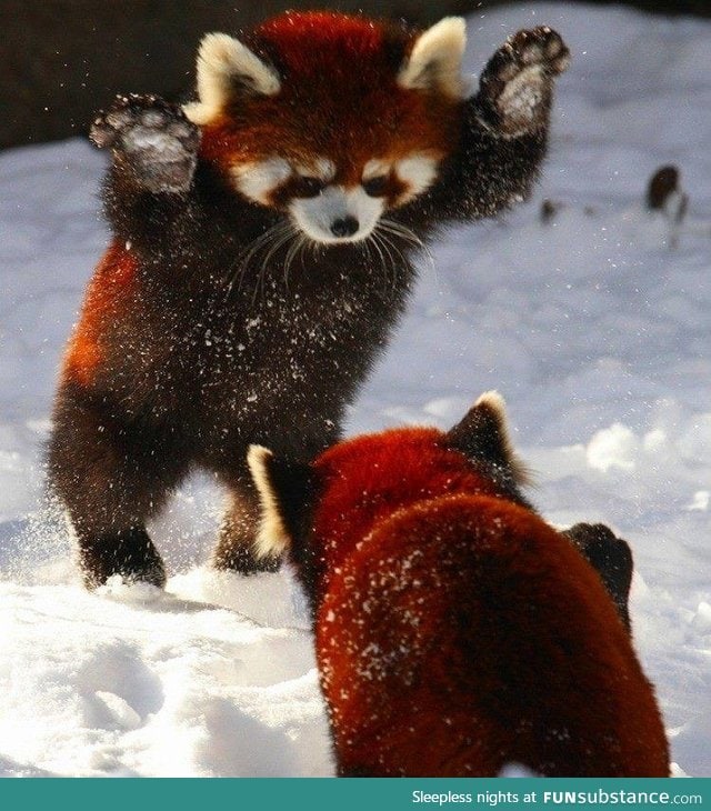 Just some red pandas playing in the snow