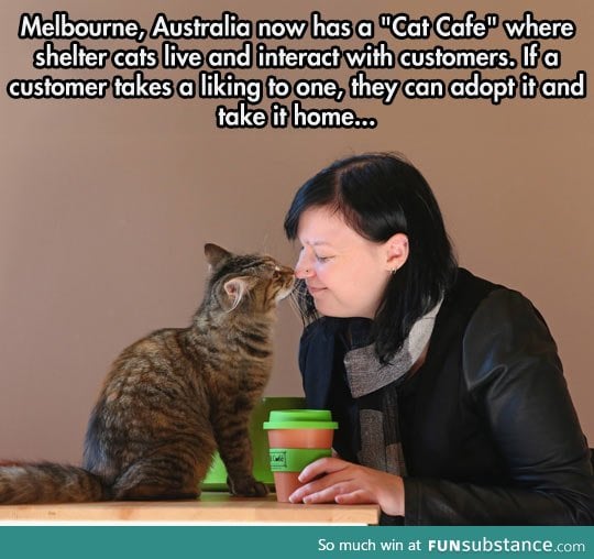 Cat cafe in melbourne