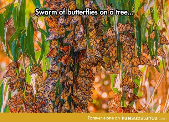 Swarm of butterflies on a tree