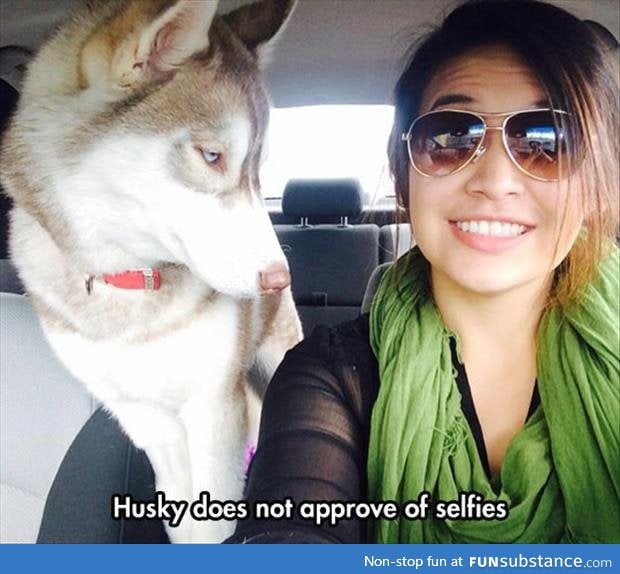 Husky is sick of all this selfie bullshit