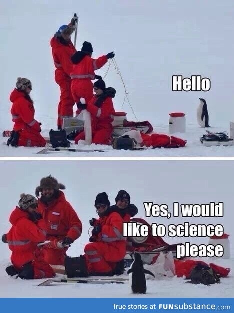 Penguins can science too