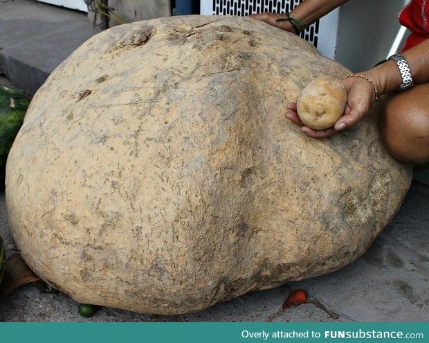 Farmer finds 176 lb potato. Regular potato for scale