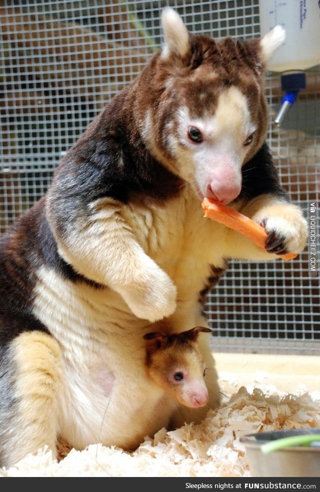 Endangered Tree Kangaroo with baby in pouch