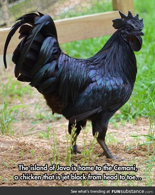 Beautiful black chicken