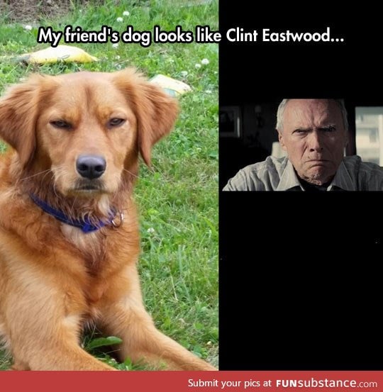 Clint eastwood dog