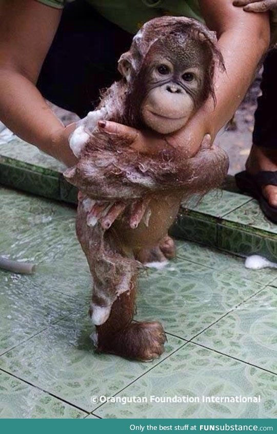 Bathing a baby orangutan