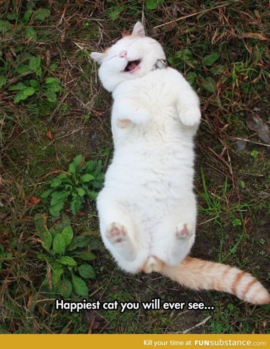 This cat decided he just wants to be happy