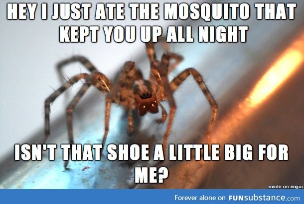 Poor misunderstood spider