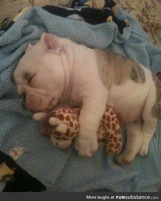 In case you haven't seen a puppy sleeping with a giraffe plush yet