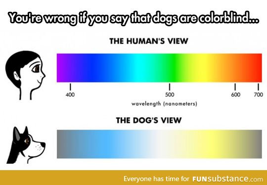 The truth about the dog's vision