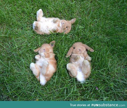 Three baby bunnies watching the sky together