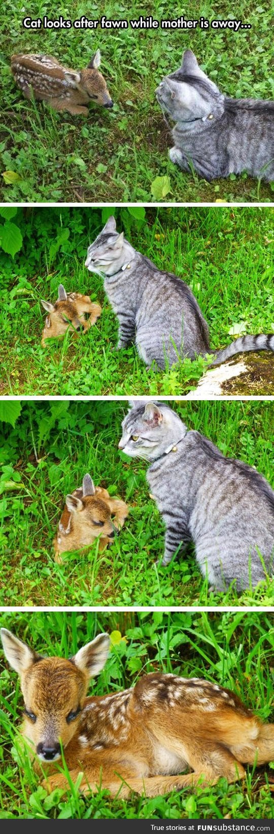 Cat takes care of fawn