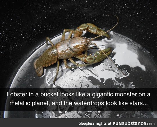 Looks like a gigantic space lobster
