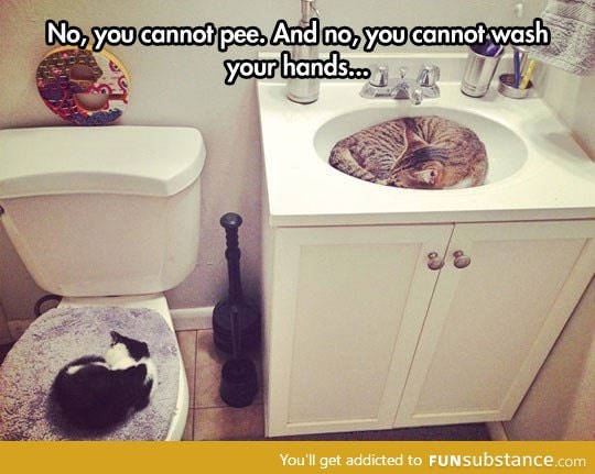 Cat bathroom invasion