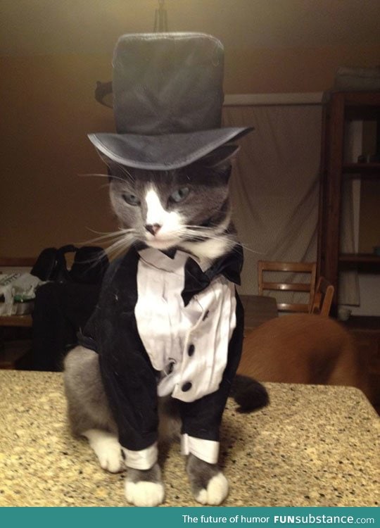 The most stylish cat you'll ever see