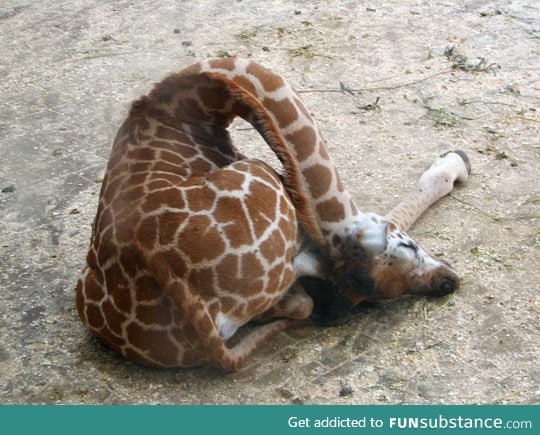 How little giraffes sleep