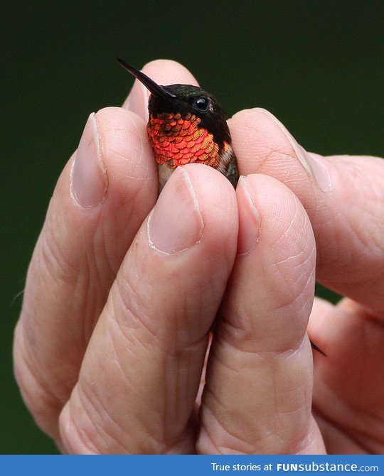 A tiny Ruby Throated Hummingbird