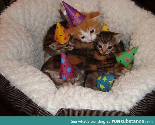 Ain't no party like a kitten party