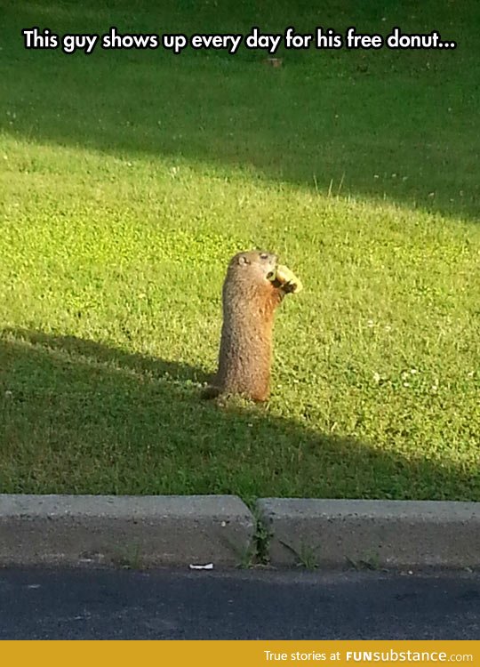 Beaver loves donuts - FunSubstance