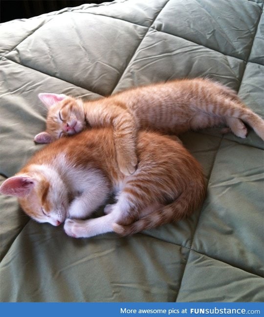 Tiny kitty is the big spoon