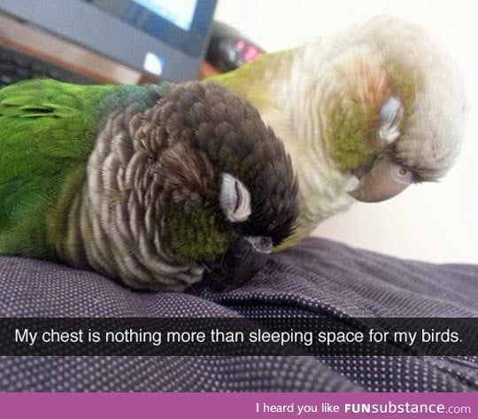Sleeping birds