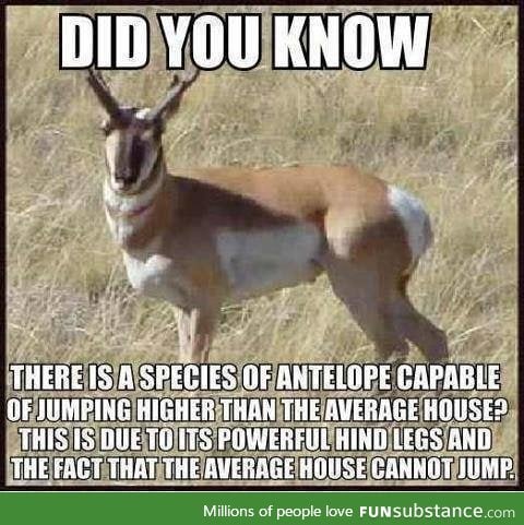 Antelope can jump higher than the average house