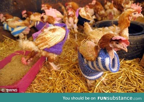 A Norfolk woman rescued battery chickens and knit a sweater for them ...All 1500
