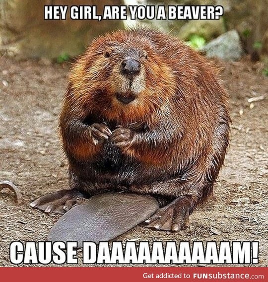 Seductive beaver