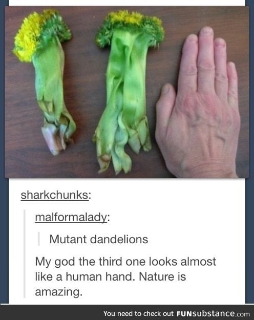 Mutant dandelions looks like human hand