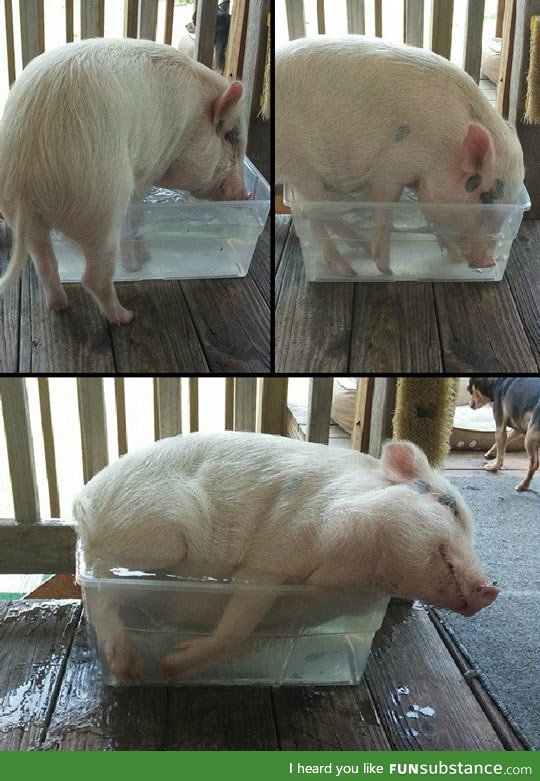 If I fit I sit: Pig version